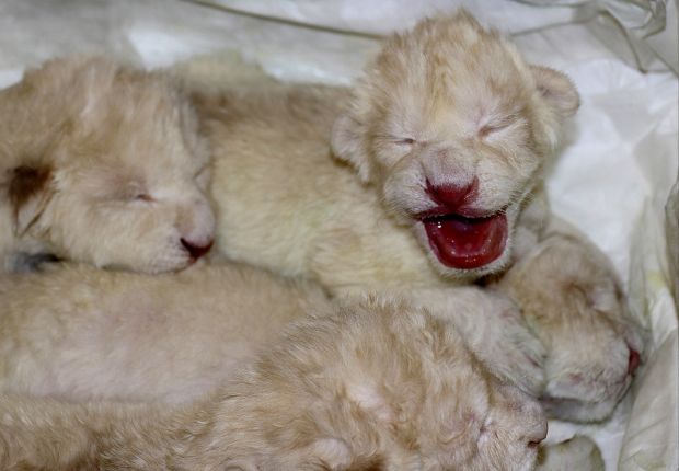 Animal shots of the week
